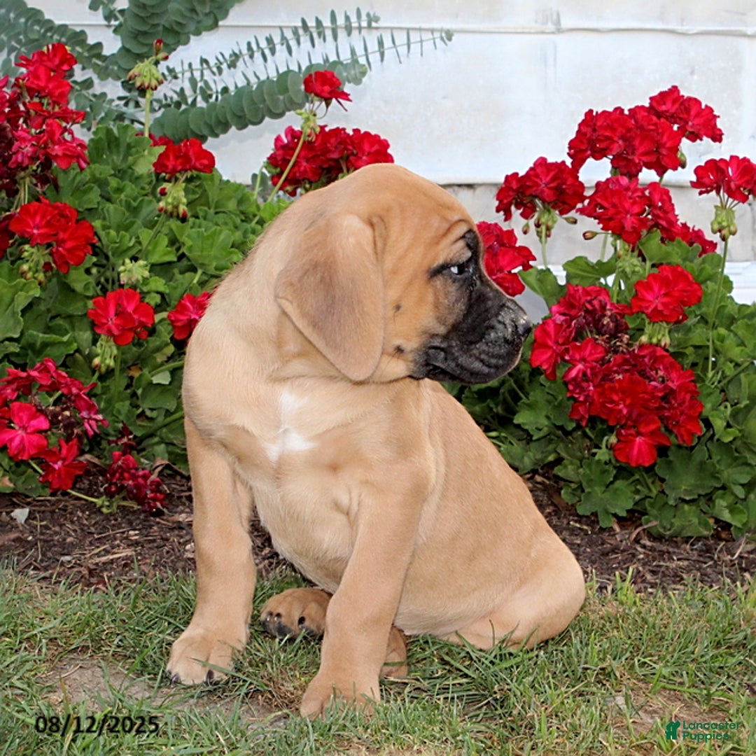 Cane Corso dogs for sale: Dolly - Image 2