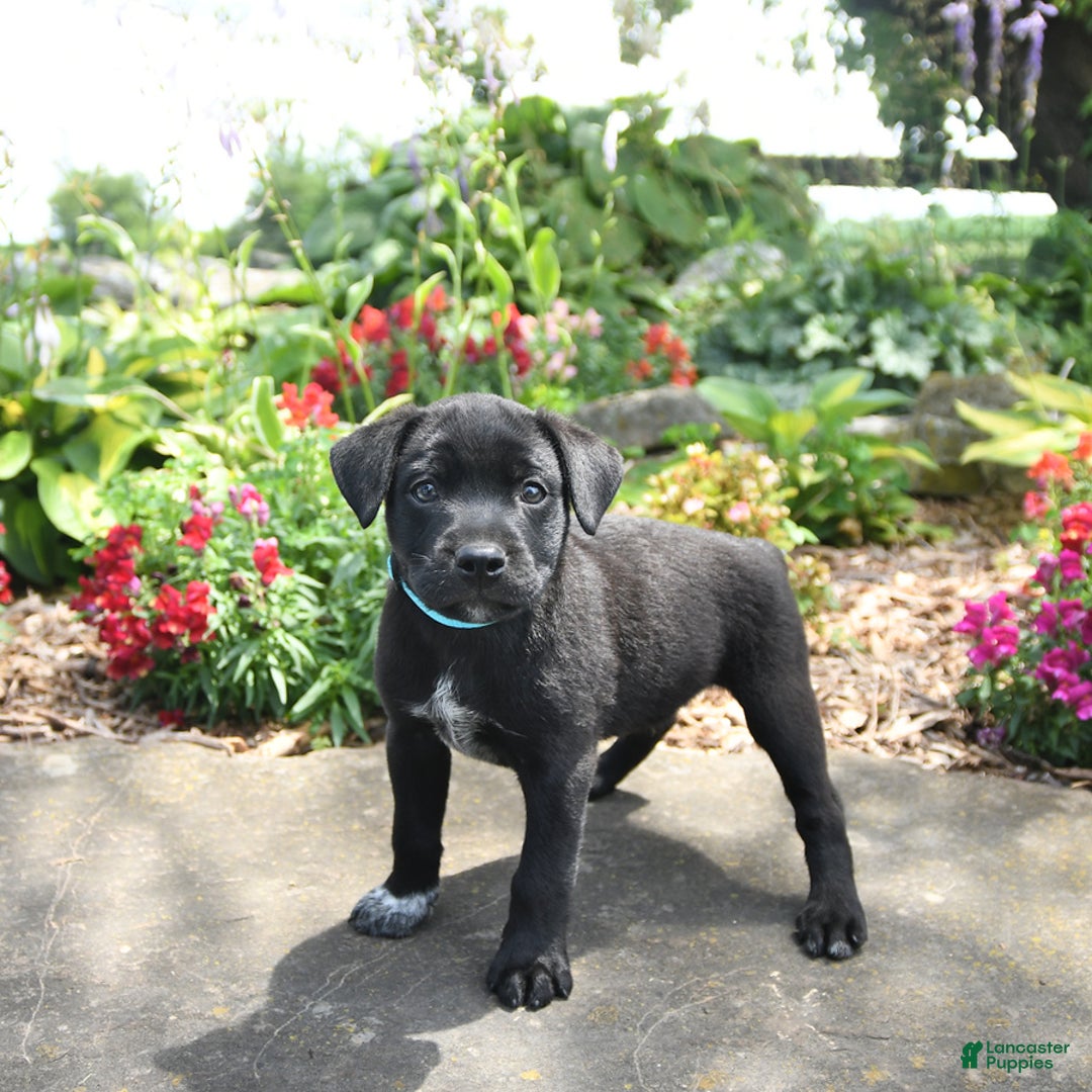 Australian Cattle Dog dogs for sale: Onyx - Image 2