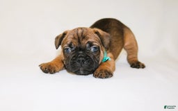 French Bulldog dogs for sale: Apollo Akc 🐾 - Image 16