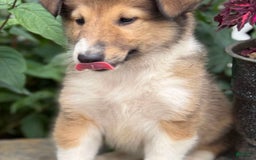 Collie dogs for sale: Aster - Image 4
