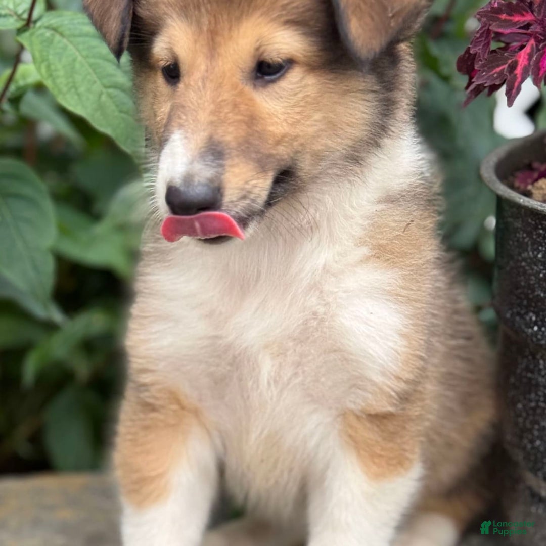 Collie dogs for sale: Aster - Image 4