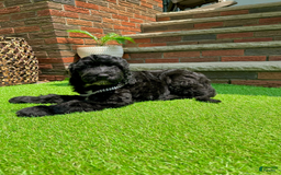 Goldendoodle dogs for sale: Bella - Image 1