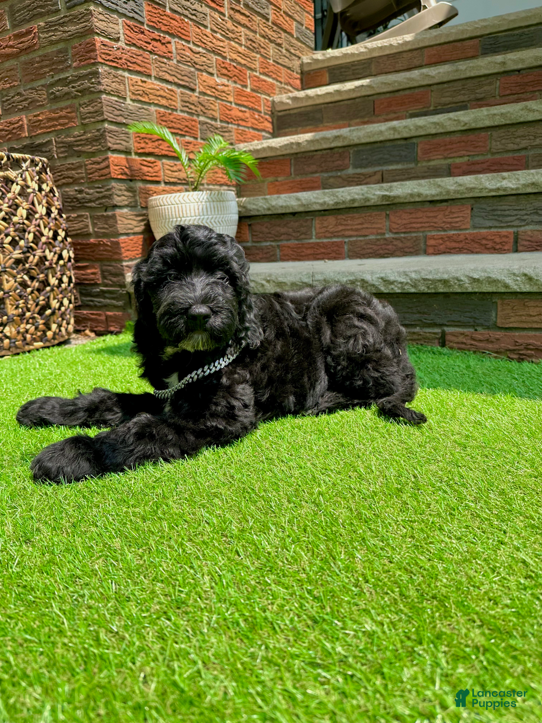 Goldendoodle dogs for sale: Bella - Image 1