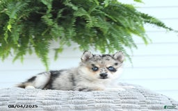 Pomsky dogs for sale: Bailey - Image 3