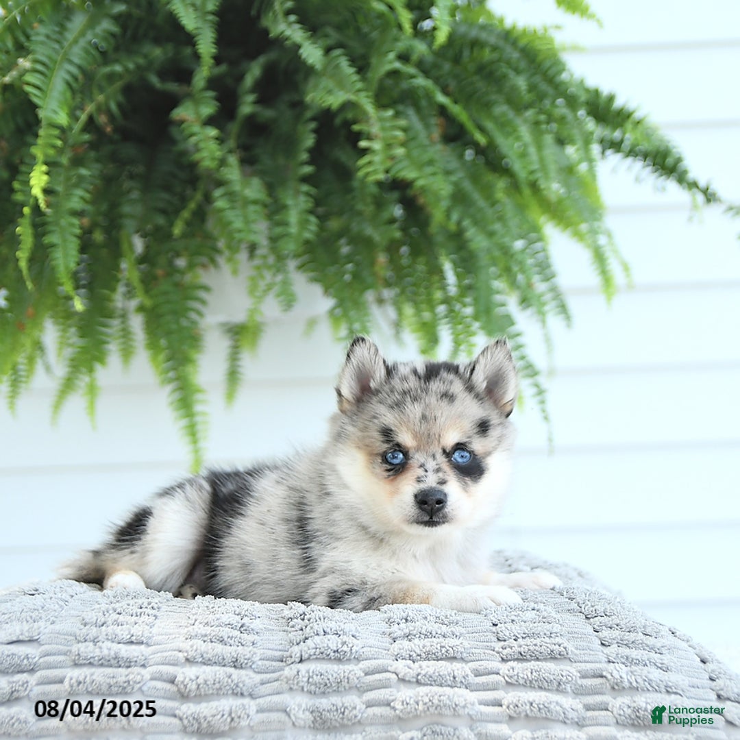 Pomsky dogs for sale: Bailey - Image 3