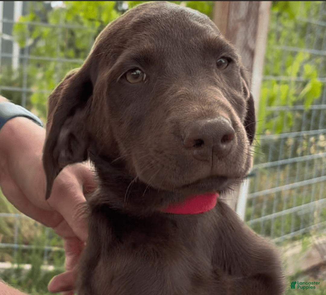 Labrador Retriever dogs for sale: Mocha - Image 9