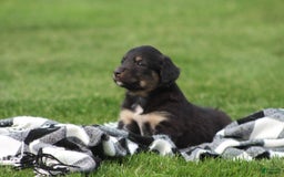 English Shepherd dogs for sale: Mocha - Image 4