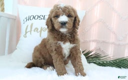 Goldendoodle dogs for sale: Riley - Image 2