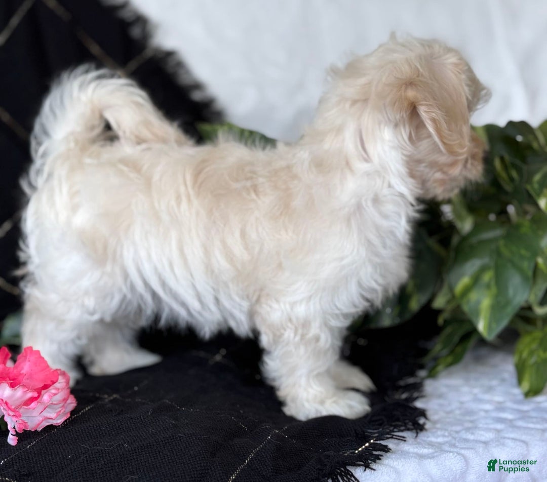 Maltese dogs for sale: EMMY LOU - Image 5
