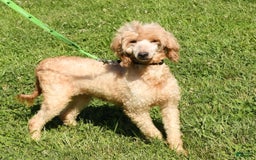 Mini Goldendoodle dogs for sale: Daisy - Image 10