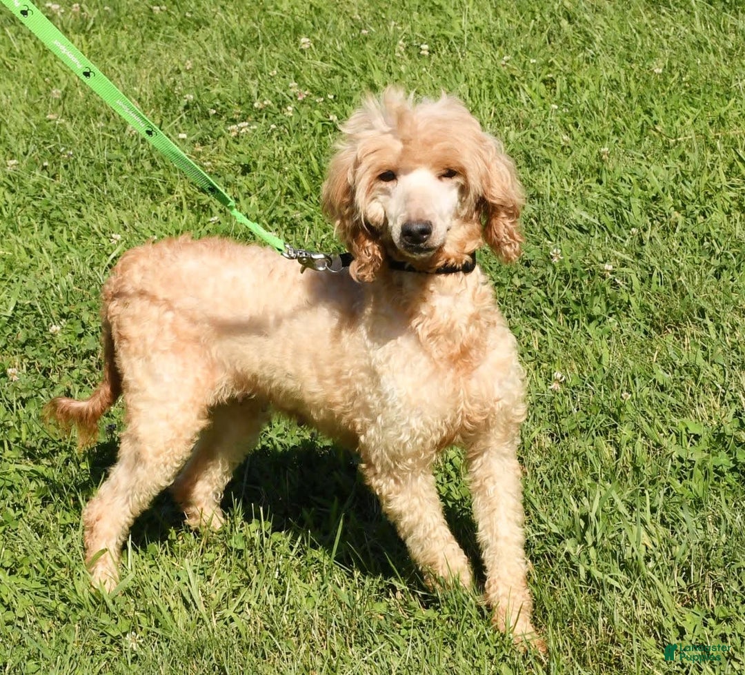 Mini Goldendoodle dogs for sale: Daisy - Image 10