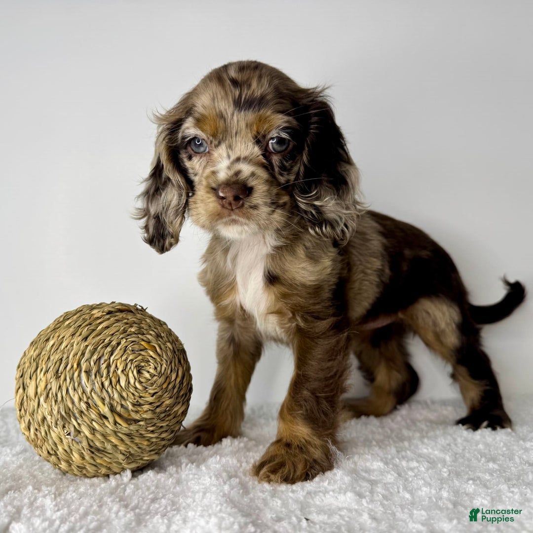 Cocker Spaniel dogs for sale: Merly Girl - Image 2