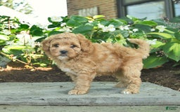 Shihpoo dogs for sale: Kai - Image 2