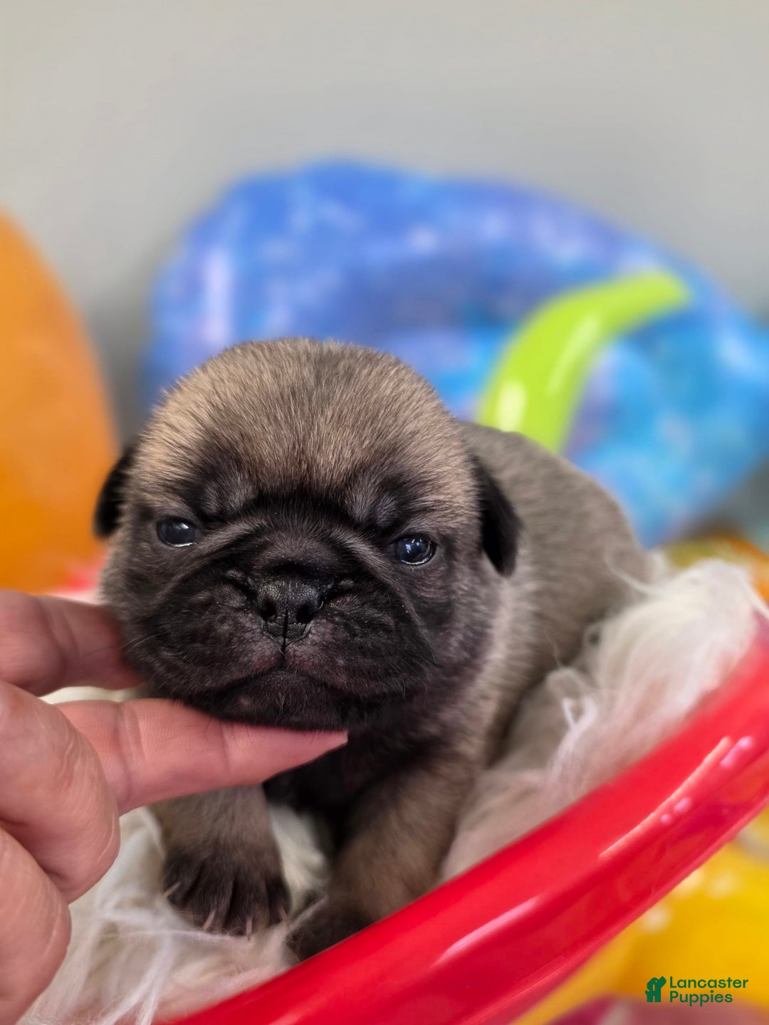 Pug dogs for sale: Lona - Image 8