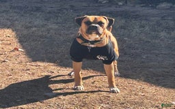 Boxer dogs for sale: Skylar - Image 8
