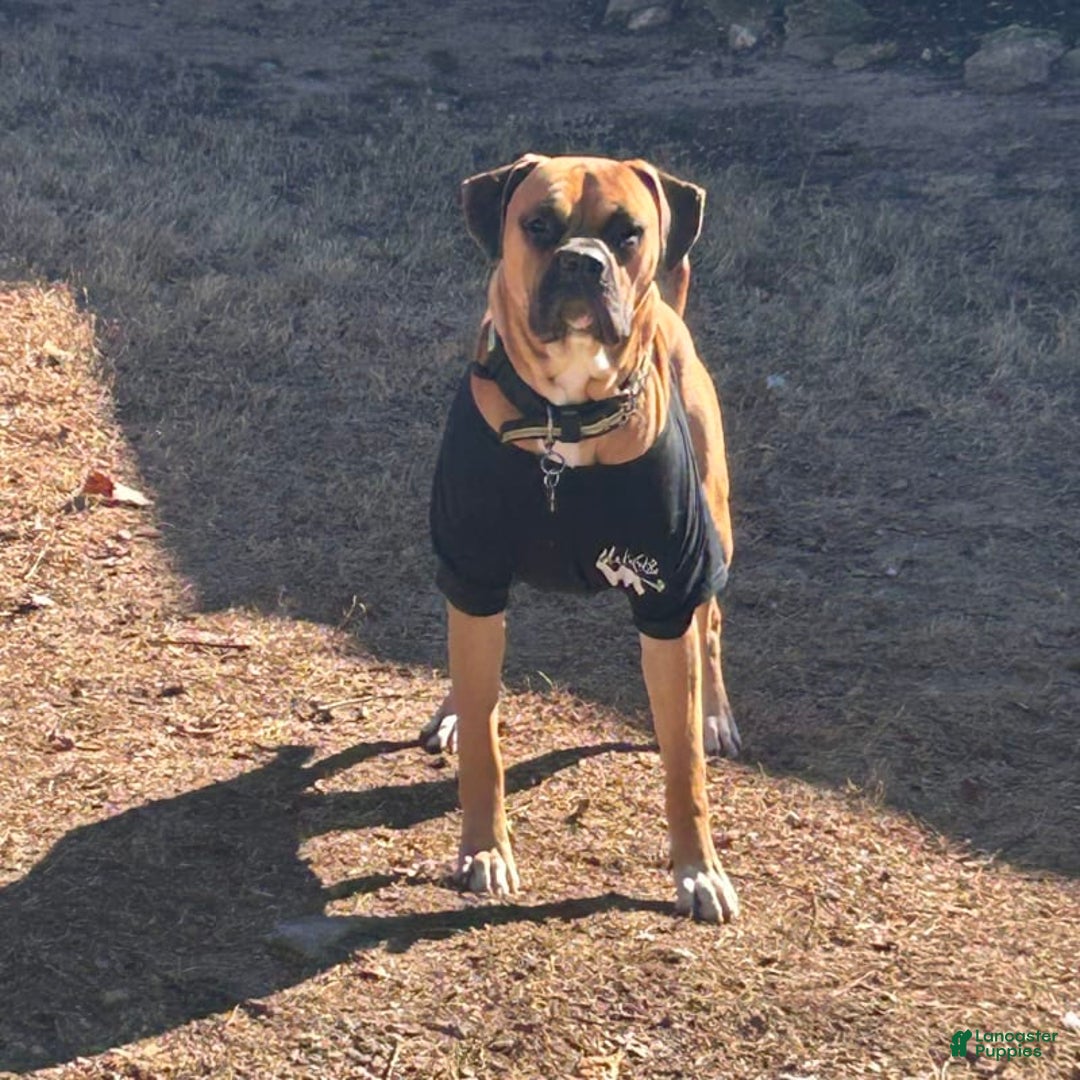 Boxer dogs for sale: Skylar - Image 8