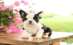 Frenchton dogs for sale: Gizmo - Image 3