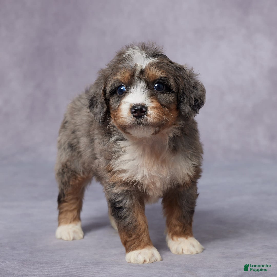 Mini Bernedoodle dogs for sale: Cali - Image 3