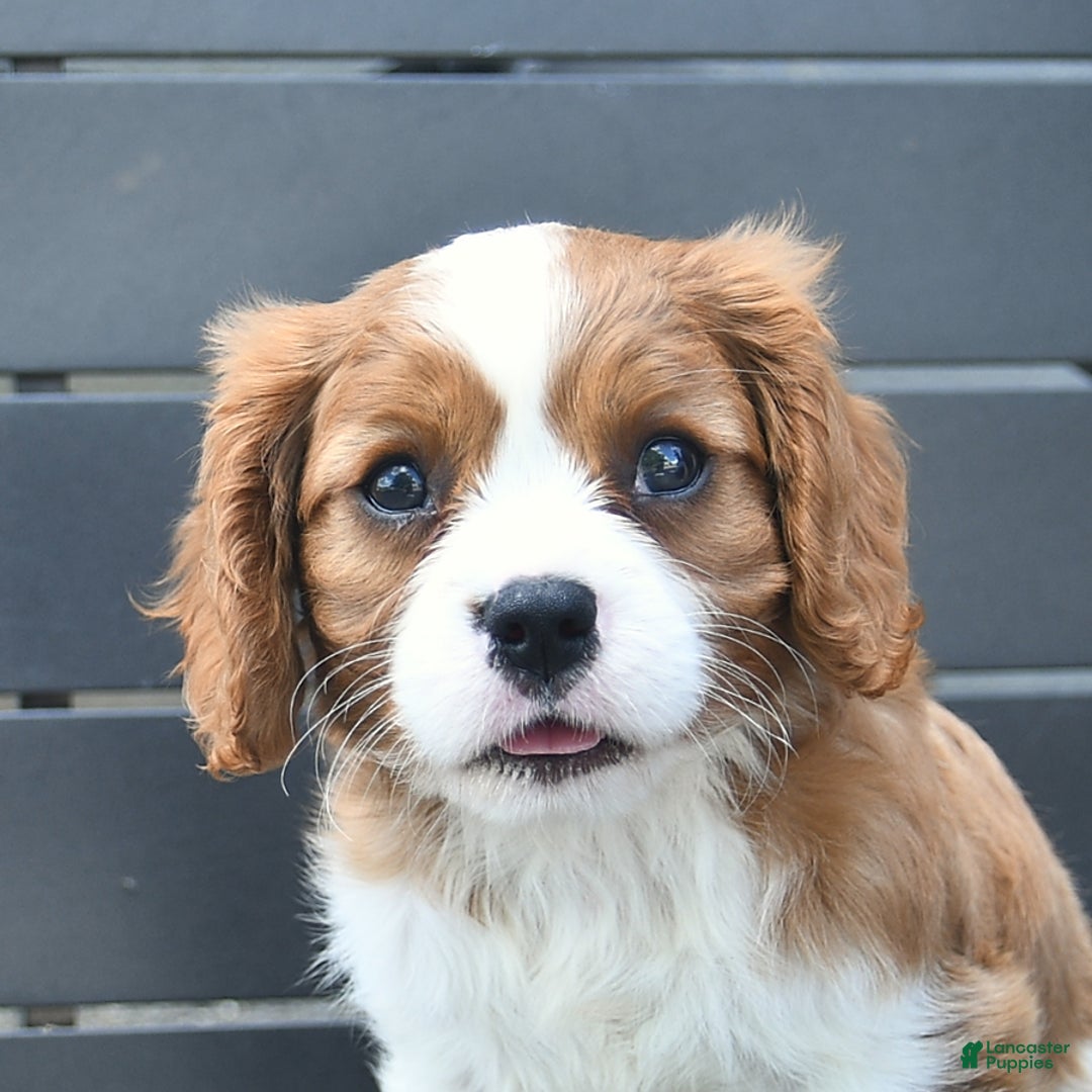 Cavalier King Charles Spaniel dogs for sale: Tyler - Image 5