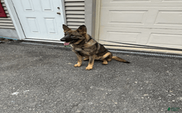 German Shepherd dogs for sale: Rosie - Image 1
