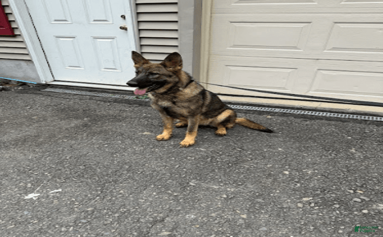 German Shepherd dogs for sale - Ad 2