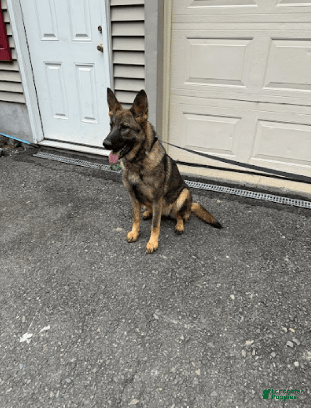 German Shepherd dogs for sale: Rosie - Image 1