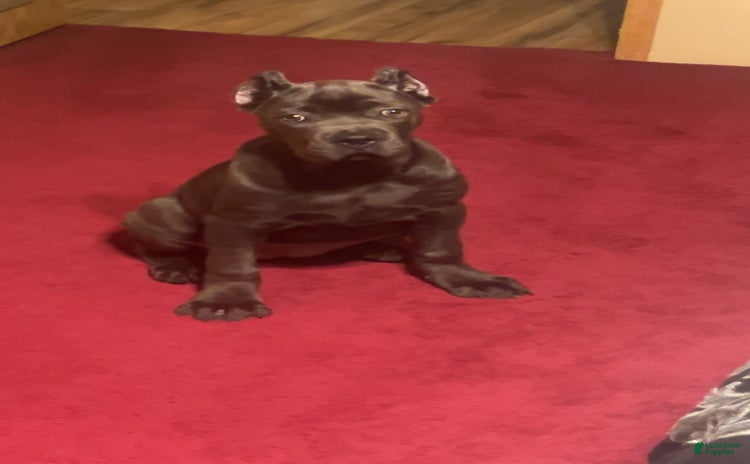 Cane Corso dogs for sale - Ad 1