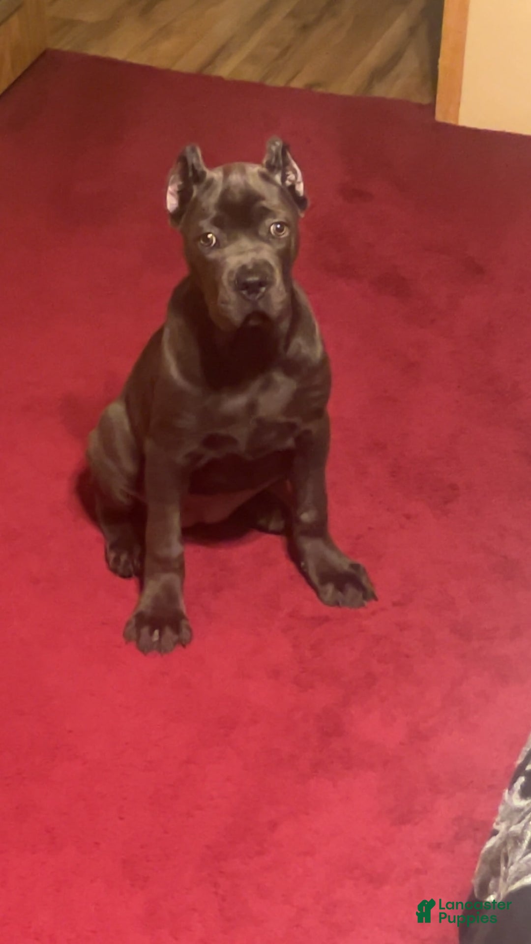 Cane Corso dogs for sale: Bella - Image 1