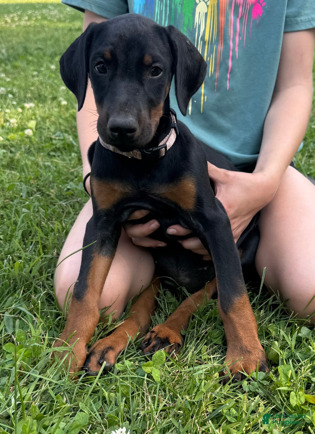 Doberman Pinscher dogs for sale: Ms. Pink - Image 1