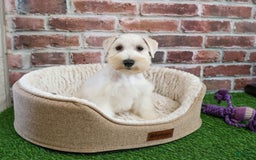Miniature Schnauzer dogs for sale: Miniature Schnauzer 6 puppies - Image 16