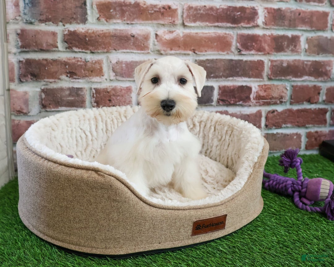 Miniature Schnauzer dogs for sale: Miniature Schnauzer 6 puppies - Image 16