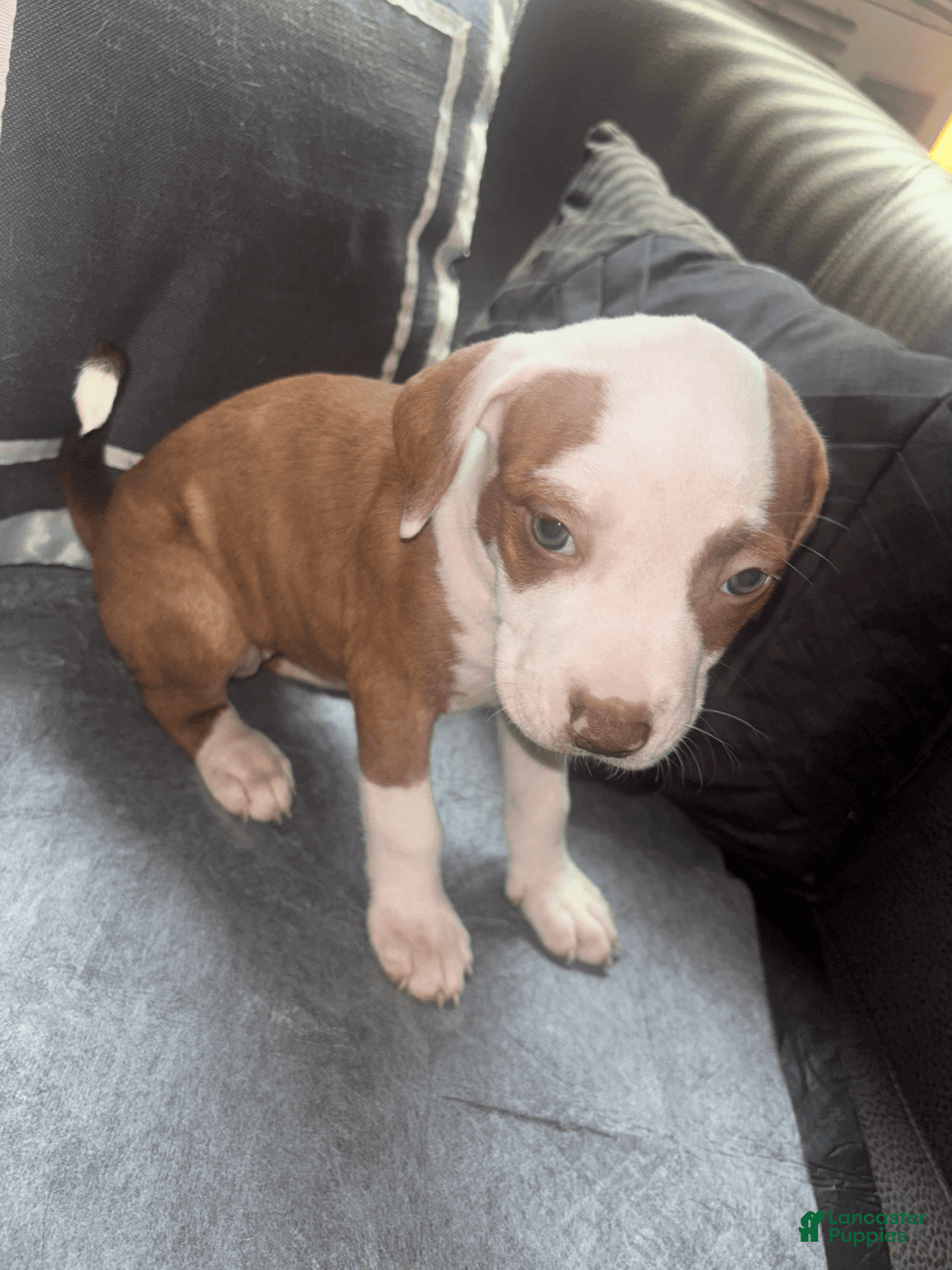 American Bully dogs for sale: Princess - Image 2