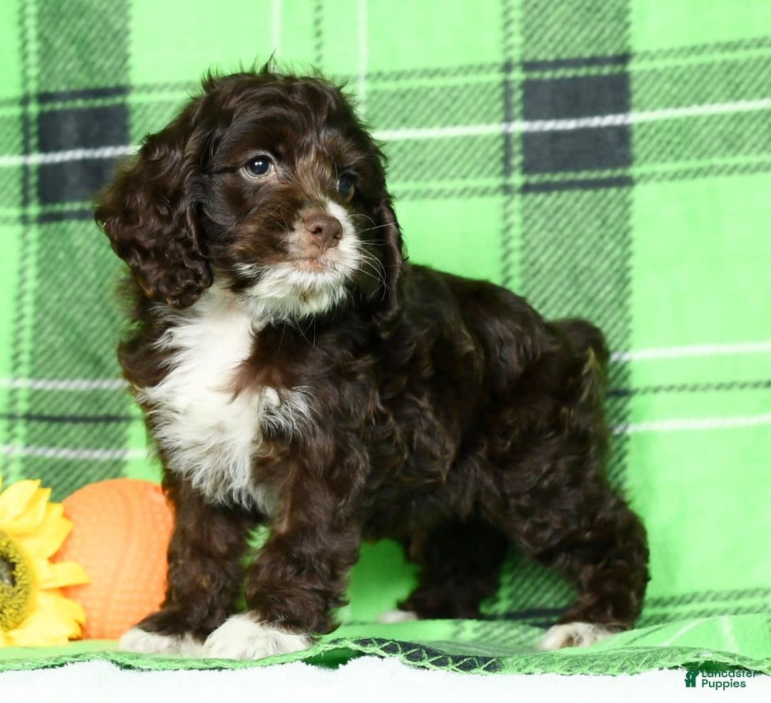 Cockapoo dogs for sale: Victor - Image 4