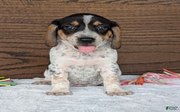 Beagle dogs for sale: Riley - Image 7