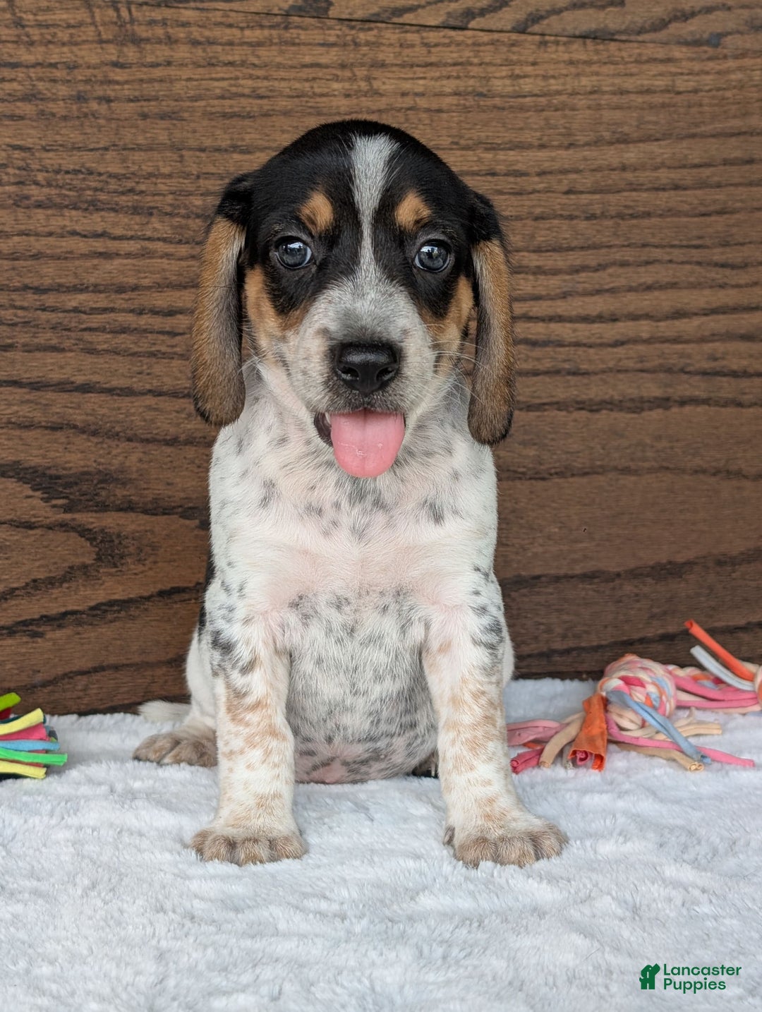 Beagle dogs for sale: Riley - Image 7