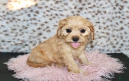 Cavapoo dogs for sale: Cavapoo 7 puppies - Image 21