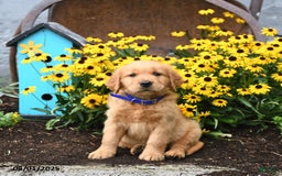 Golden Retriever dogs for sale: Fido - Image 3