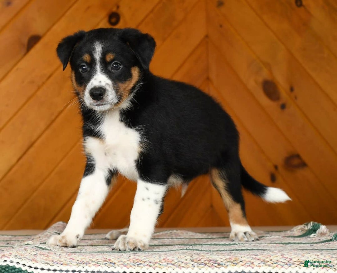 Australian Shepherd dogs for sale: August - Image 5