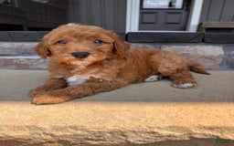 Mini Goldendoodle dogs for sale: Beck F1b - Image 1