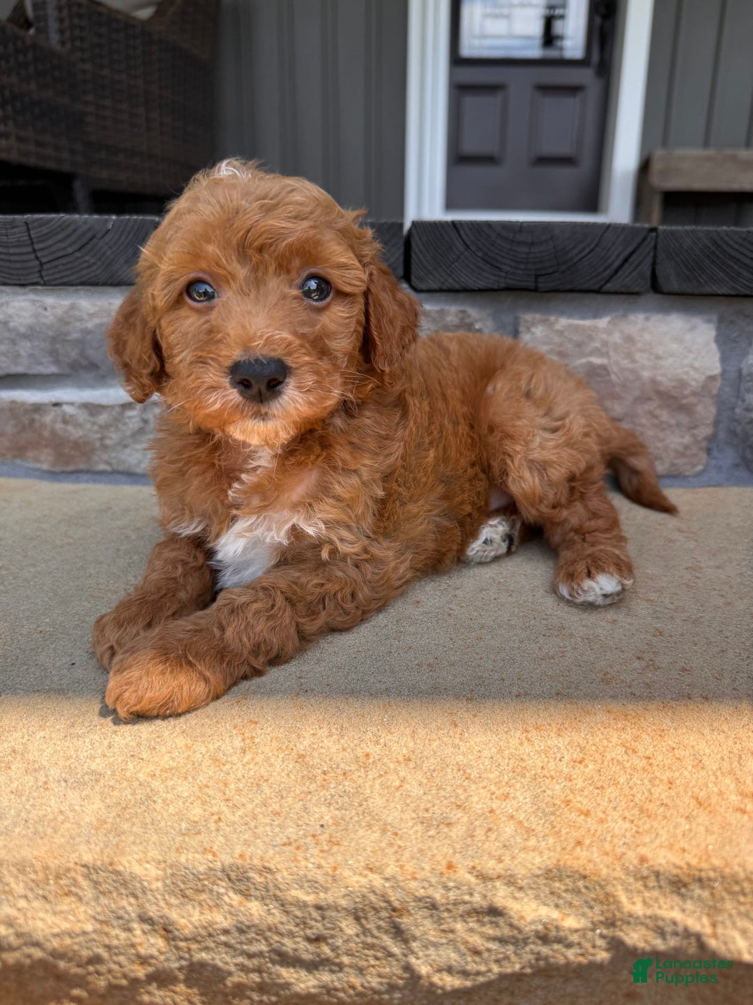 Mini Goldendoodle dogs for sale: Beck F1b - Image 1