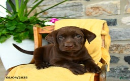 Labrador Retriever dogs for sale: Labrador Retriever 4 puppies - Image 4