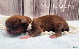 Chinese Crested dogs for sale: Mahogany - Image 1