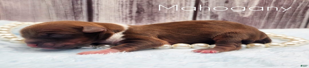 Mahogany