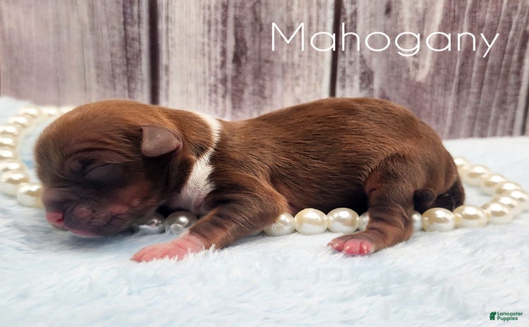 Chinese Crested dogs for sale - Ad 1