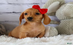 Miniature Dachshund dogs for sale: Nick - Image 11