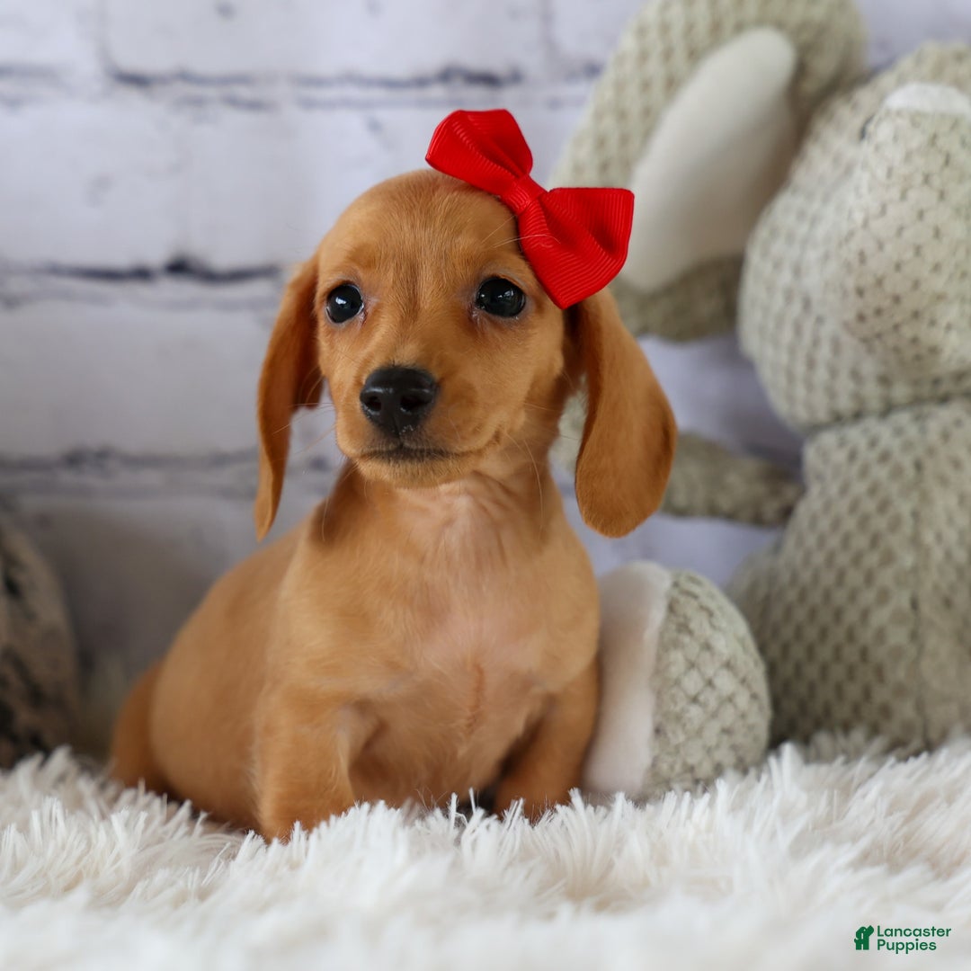 Miniature Dachshund dogs for sale: Nick - Image 11