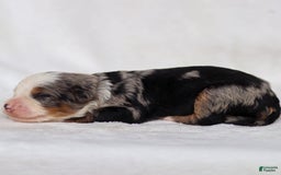 Mini Bernedoodle dogs for sale: Mace - Image 2