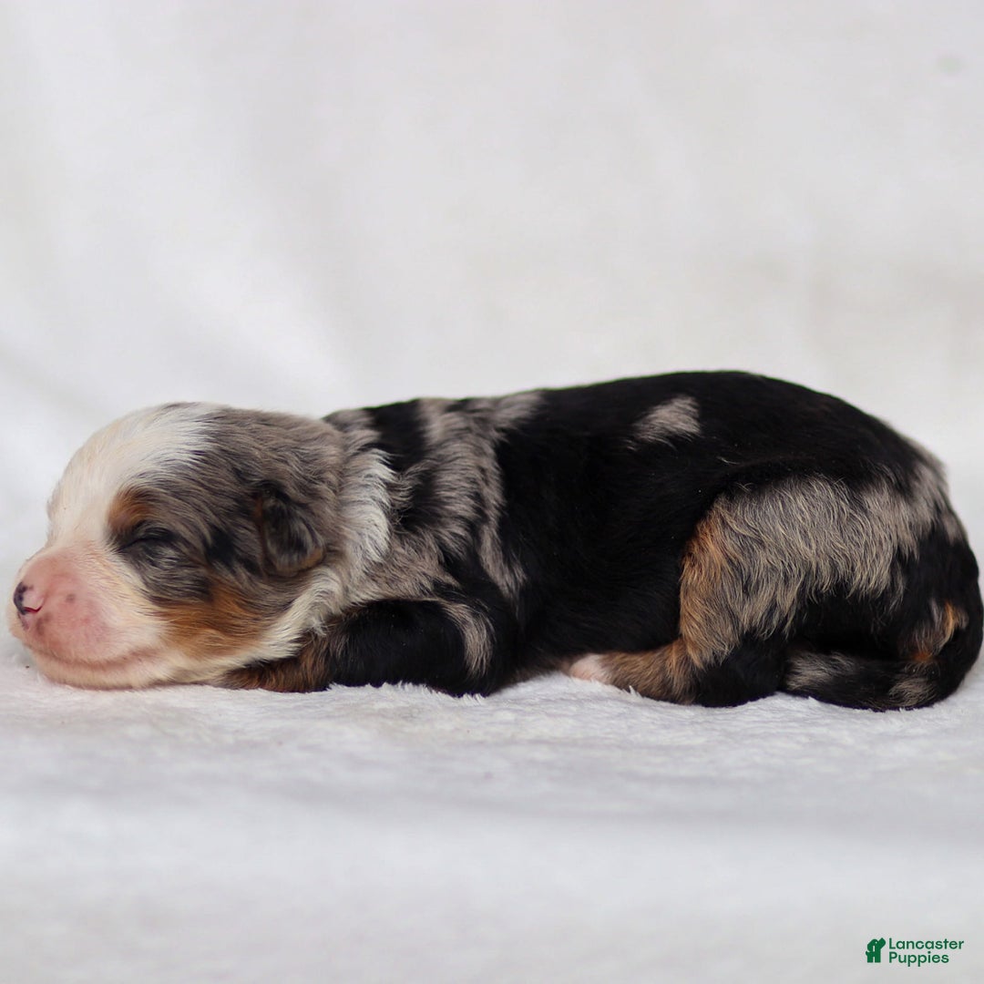 Mini Bernedoodle dogs for sale: Mace - Image 2