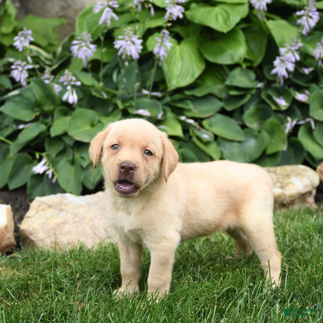 Labrador Retriever dogs for sale: Elsa - Image 1