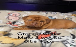 Dogue De Bordeaux dogs for sale: Orange Collar Male - Image 1